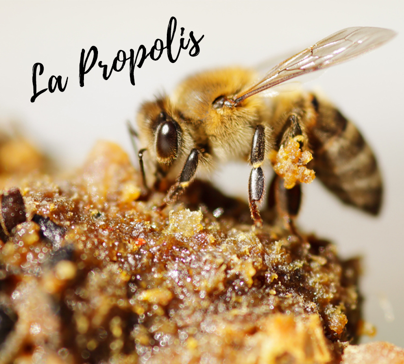 La Propolis