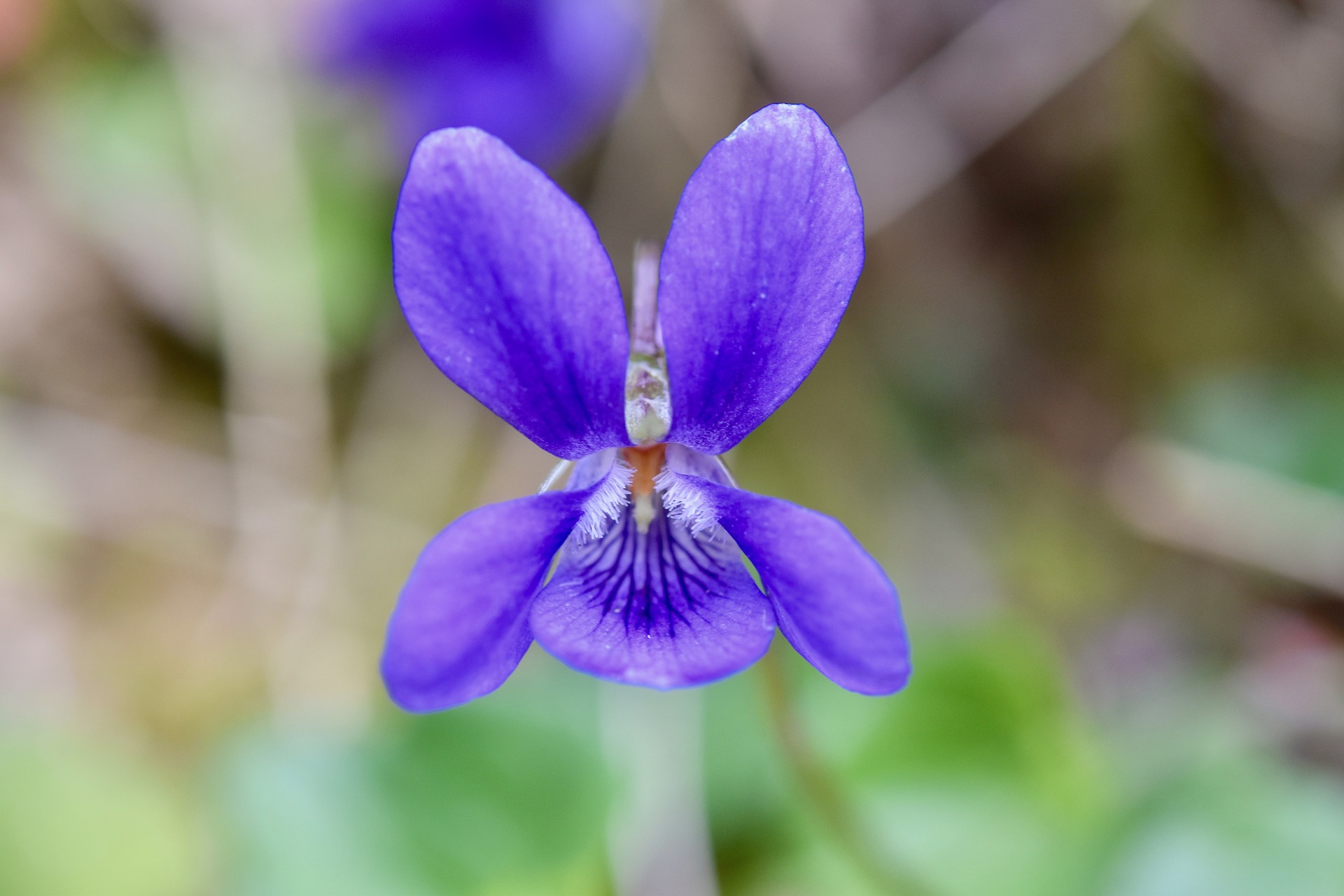 Violet wildlife. Фиалка трёхцветная Лесная. Фиалка трехцветная Полевая. Анютины глазки полевые. Фиалка Полевая фиолетовая.