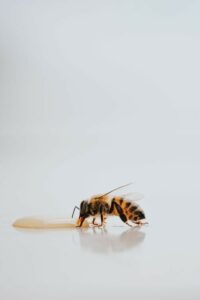 Quels sont les bienfaits du miel sur la peau ? - Payot