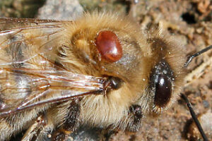 Varroa abeille