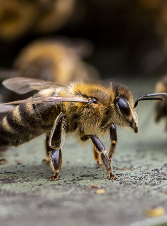 Les différentes races d'abeilles