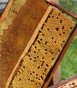 Cadre à mâles apiculture