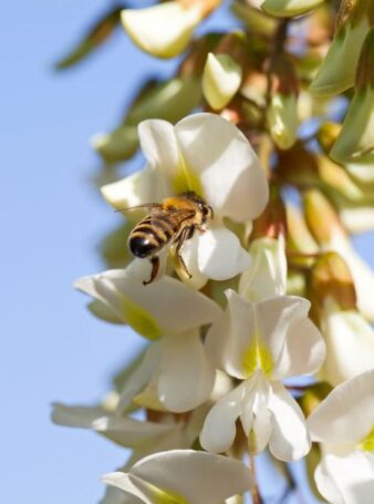 Les abeilles raffolent du nectar de l'acacia